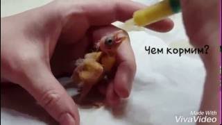 Кормление птенцов канарейки. Невероятно мило! Кормление птенцов канарейки. Невероятно мило!