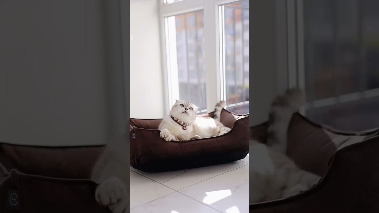 Лежак для кота Dreamer Velour Chocolate