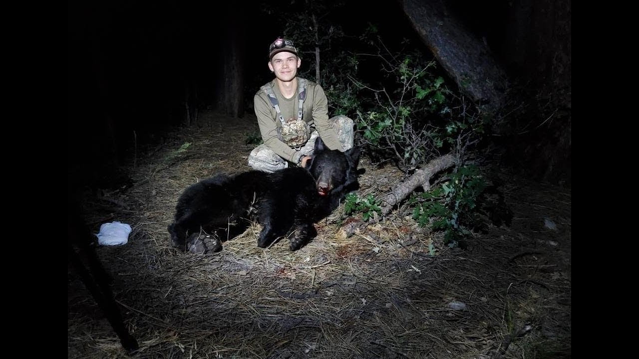 2019 Archery BEAR Hunt (Arizona OTC) YouTube