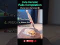 Cute Hamster Fails You Can’t Stop Watching 🐹😂