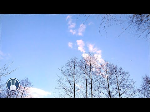 Spring Forest Nature | Music Video for Calming and Relaxation