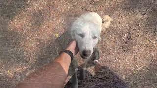 Sheep guard dogs