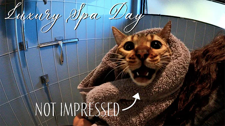 Video 11587841: bengal kitten, sweet bengal, little bengal, bath