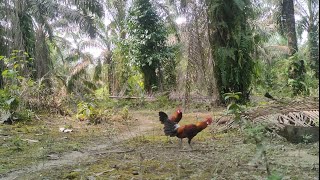 Mental pikat kembali pulih// Mikat Ayam Hutan screenshot 3