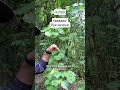 Kawakawa/Piper excelsum