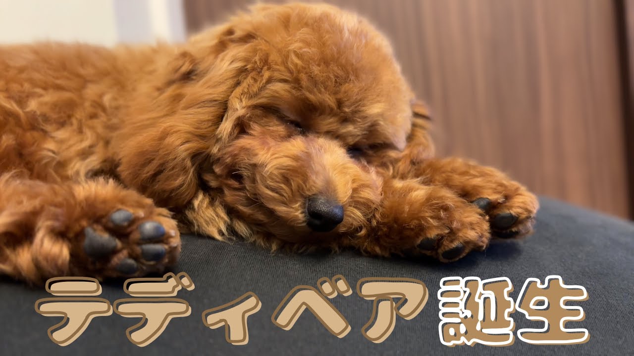 【犬生2回目】勇気を出してトリミングに行ったら、完璧な“テディベア”になって帰ってきました