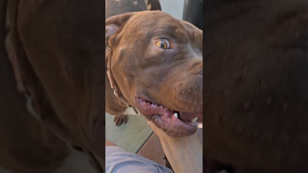 #love #funny #funky #town #american #pitbull