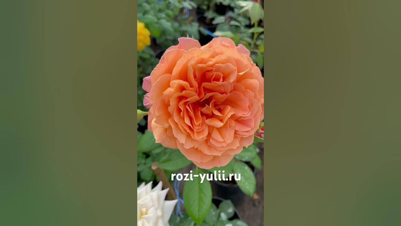 Розочка «Бельведер»🥀 Каталог rozi-yulii.ru🥀 #саженцы #розы #саженцыроз ...