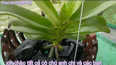 Nguyên nhân gây ra rễ lan ngọc điểm bị đen đầu rễ và khắc phục. T775#hoalantuyenha