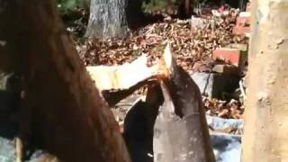 Got A Beaver Problem At Lake Barcroft?