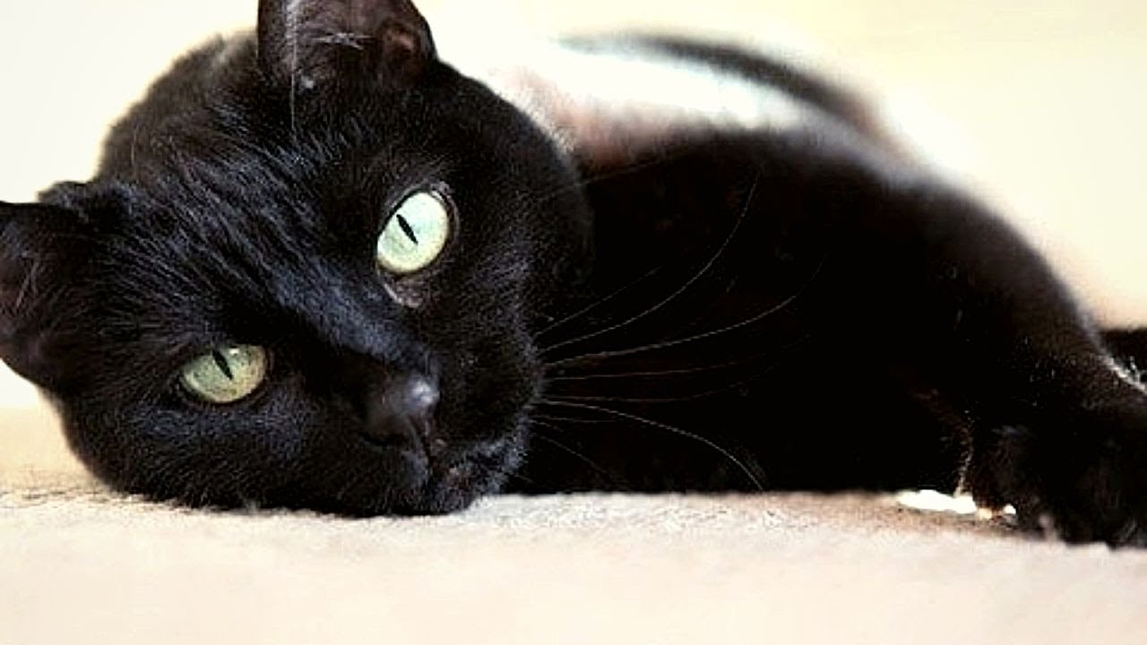 Black Kitten Wednesday Morning