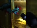 #bettafish
