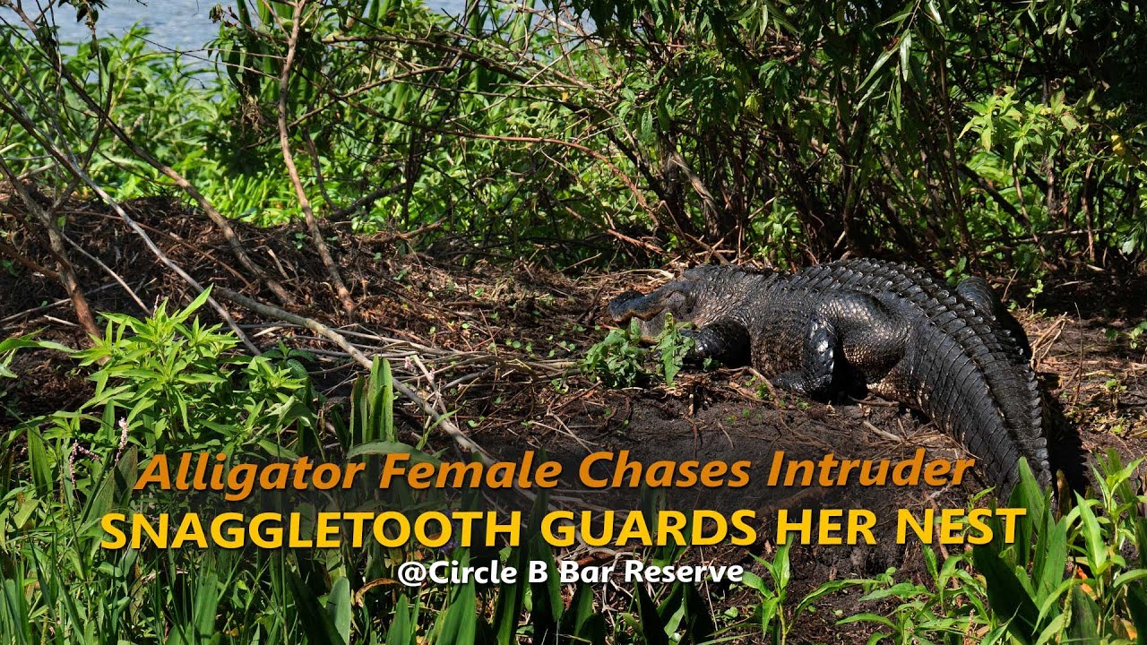 Snaggletooth Chases Intruder Female Alligator Guards Nest at Circle B ...