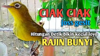 KECIAL KUNING GACOR NGEJOS GESIT Suara Lantang || KONTAN BIKIN KECIAL CEPAT NYAUT GACOR BUNYI