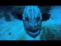 Giant Fish Attacks Spy Squid
