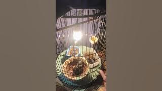 B3ginilah k3s3hari4n s3orang p3t3rnak