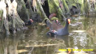 Are These Baby Birds Cute Or Ugly by Bruce Causier 707 views 6 years ago 17 seconds