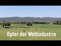 Opfer der Wettindustrie: “Abfallprodukt” Pferdefleisch, für EU und Schweizer Importeure