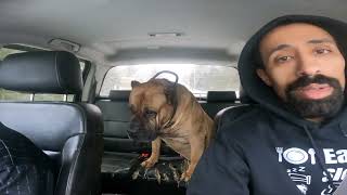 saving a homeless dog giving him direction! ~thehulklife