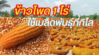 ปลูกข้าวโพด 1ไร่ใช้เมล็ดพันธ์กี่กิโล