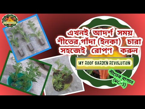 ভিডিও: শরত্কালে টিউলিপস রোপণ