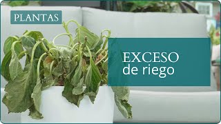 ¿Cómo recuperar una planta con exceso de agua? Soluciones paso a paso | Plantas en Verdecora