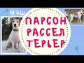 Все о породе Парсон Рассел Терьера|История,характеристика,особенности|Нэш|Выпуск #7