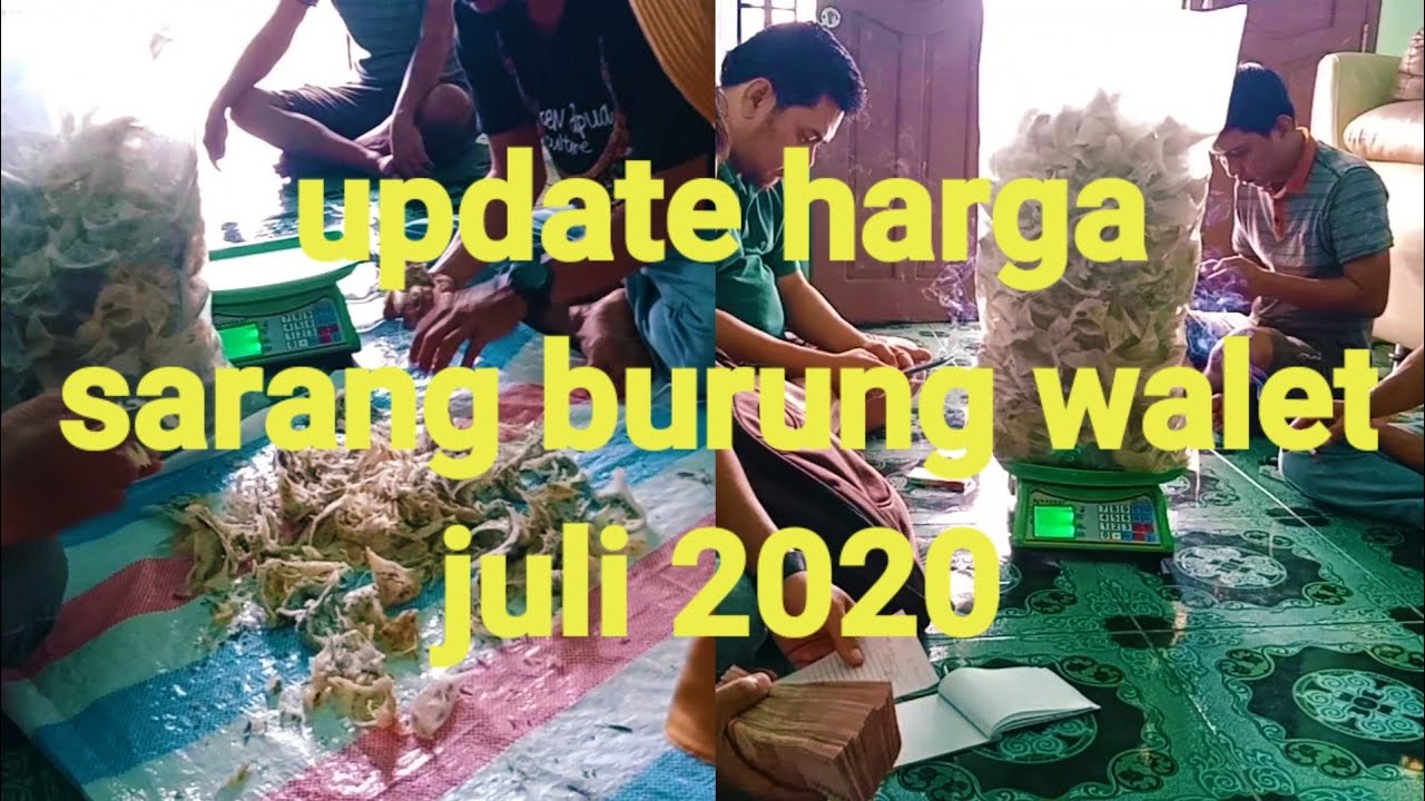 Harga sarang burung walet juli 2020 