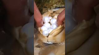 How Humans Trick Oysters Into Making Pearls How Humans Trick Oysters Into Making Pearls