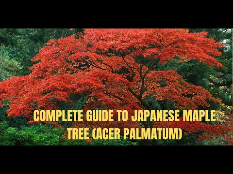 Vídeo: Jack Frost Maple Trees - Aprenda sobre a árvore de bordo japonês Northwind