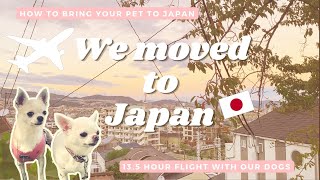 MOVING TO JAPAN / How To Bring Your Pet To Japan / Long Flight With Dog In Cabin