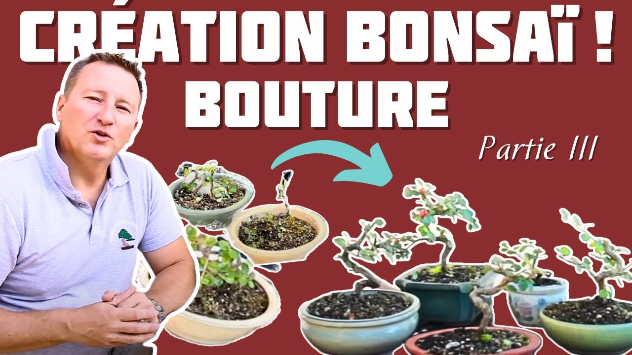 La BOUTURE, pour faire son premier Bonsaï – Vital Bonsai