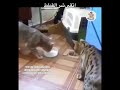 زربو النو زربو النو