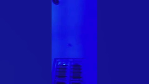 Automated switch lights using AI/ML models| Major project| artificial intelligence|machine learning