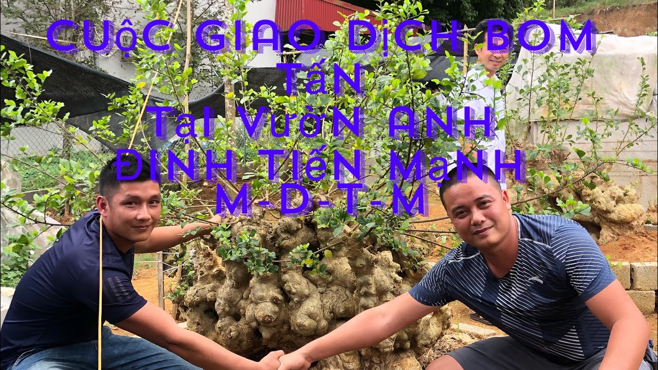 Vườn Duối siêu khủng của anh Mạnh DTM  và nhũng cuộc giao dịch bom tấn ae Bắc Giang và ae phú thọ