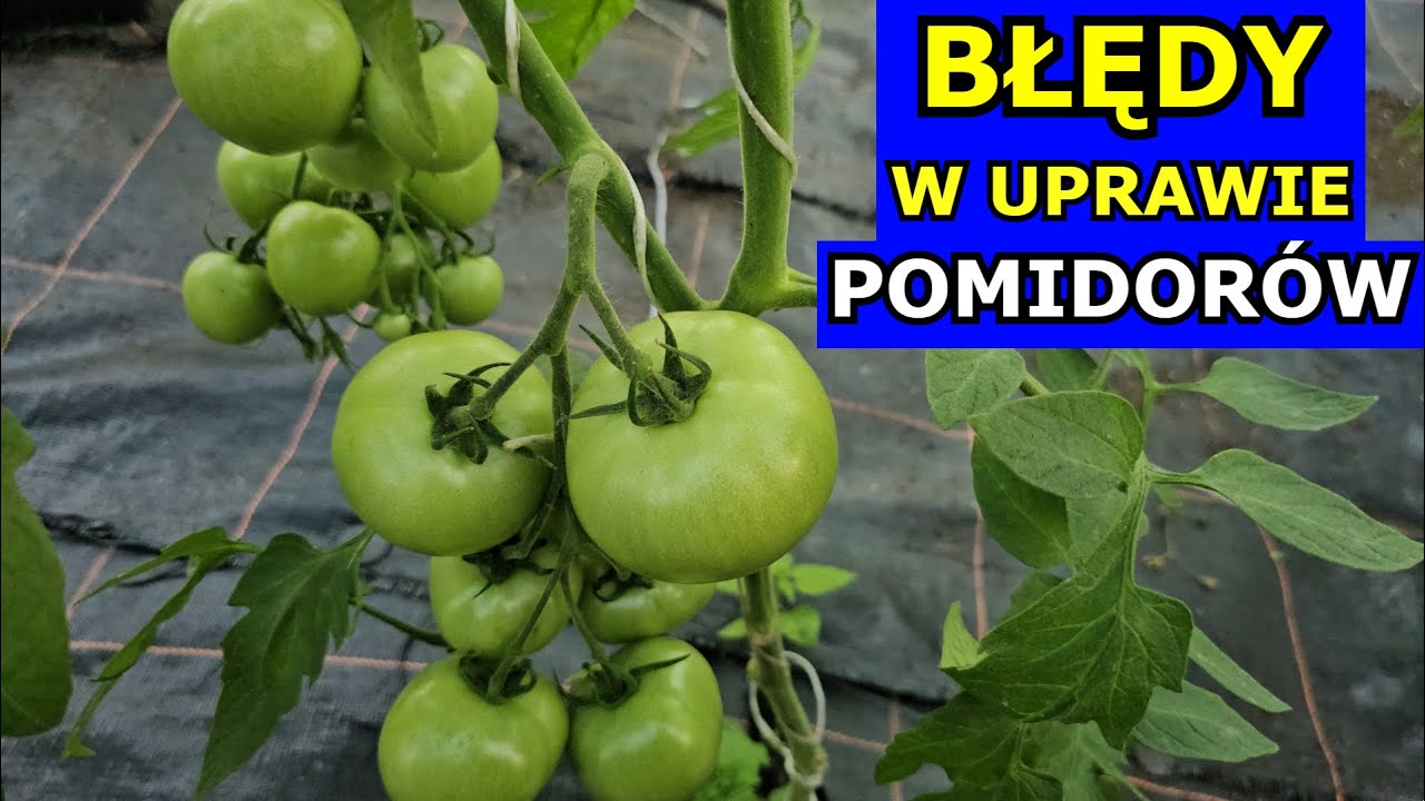 Błędy w Uprawie Pomidorów Kompletny Filmik. Podlewanie, Nawożenie, Cięcie, Opryski, Niedobory Uprawa