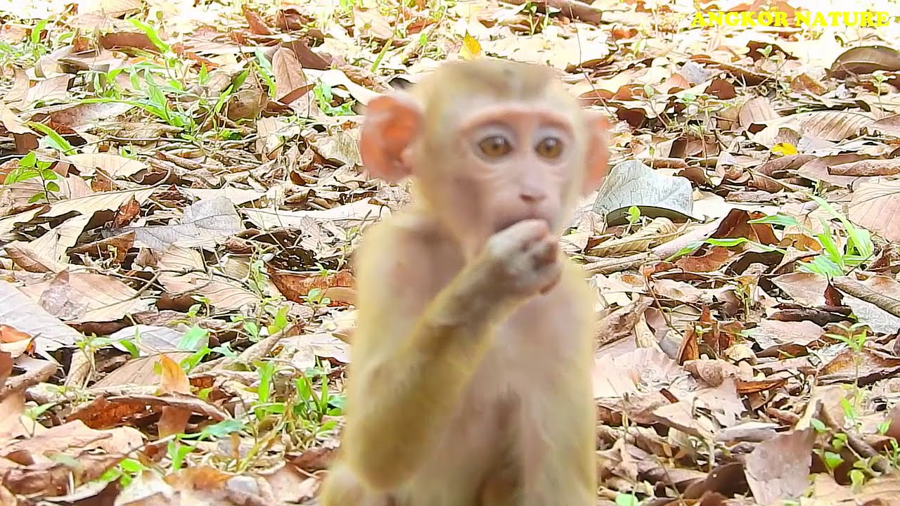 When Axel meet baby Eleno for first time | Angkor Nature