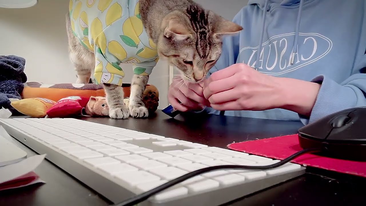 2-Hour ASMR Study With Me & My Cat Compilation📚🐱💙🧡 Keyboard Typing & Cursor Clicking | No Talking