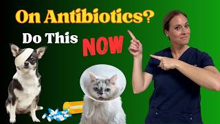 How To Support Your Pet's Gut Health During Antibiotics