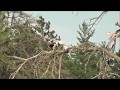 OSPREY. Eating a Northern Pike.