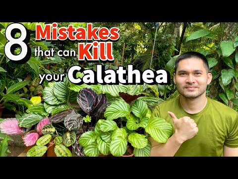 Video: Calathea Calathea - Species, Care And Cultivation At Home