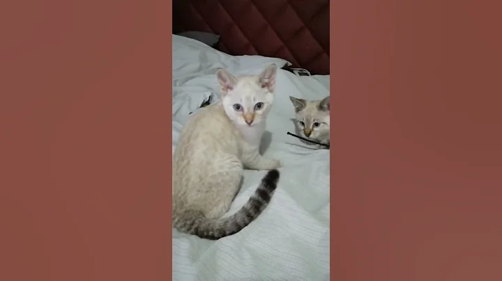 Watch the video about Savannah SNOW kittens " fighting " - playing 🐾🐾🐾 the best evening routine 🐈🐈🐈 kittens love 💙💙💙