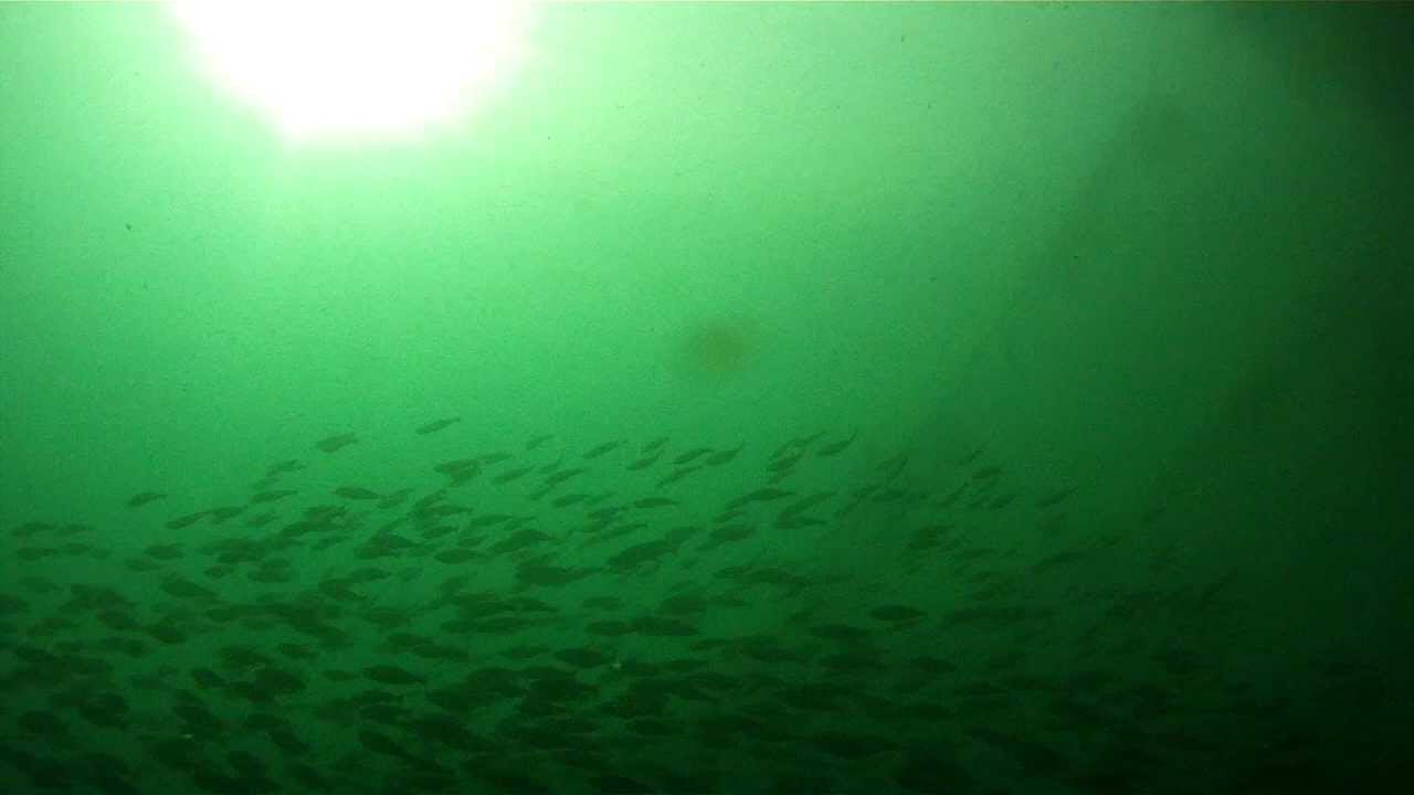 Diving in Killary 2013