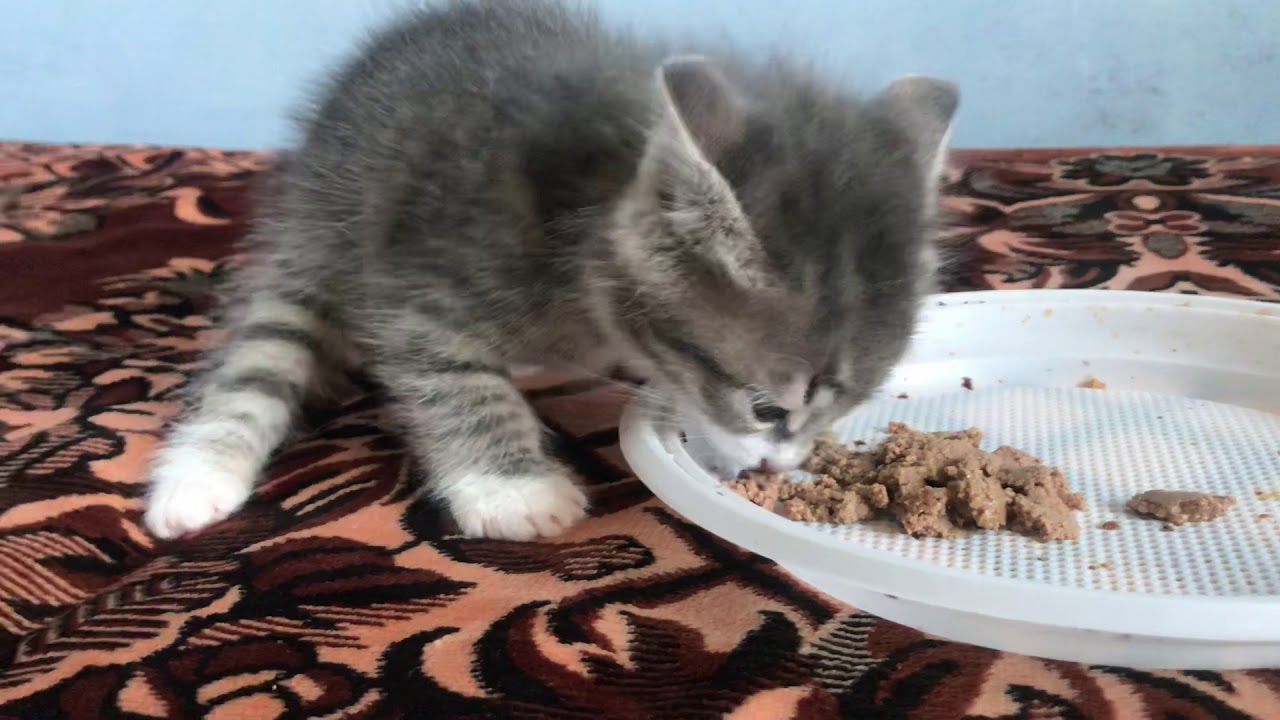 Hungry kitten.