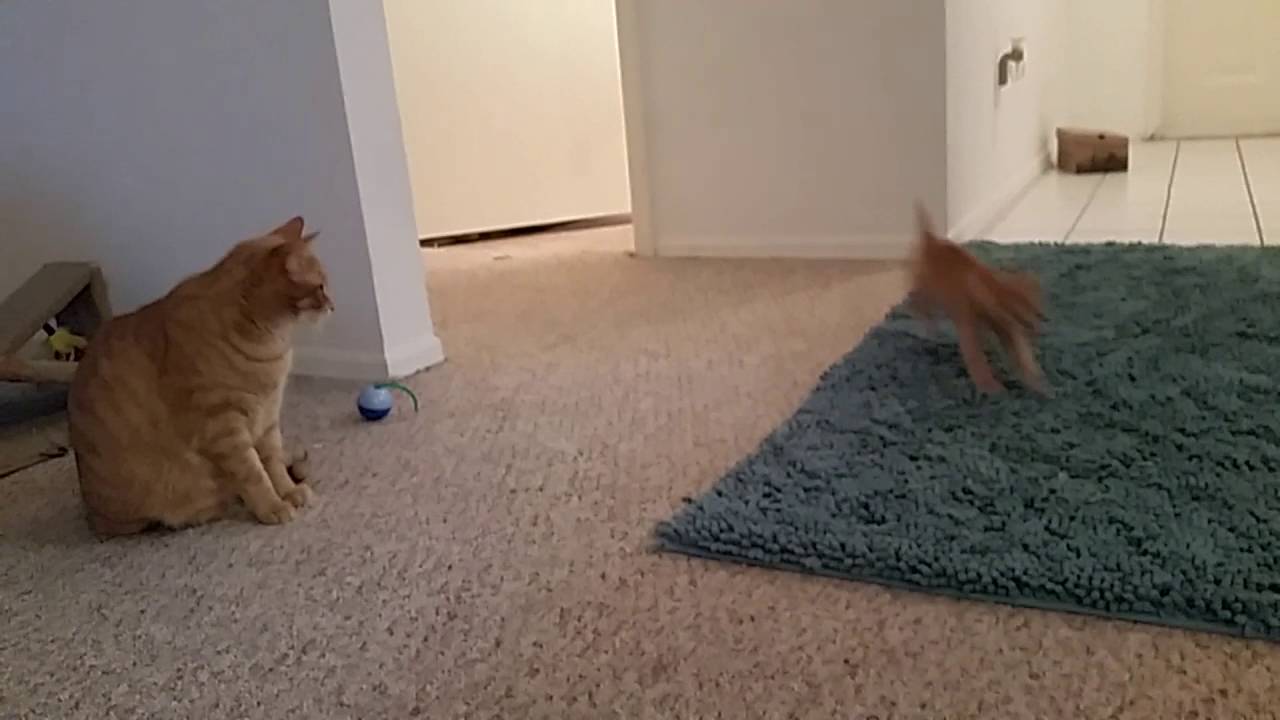 Why My Foster Kittens Don't Run Around Unsupervised in My ...