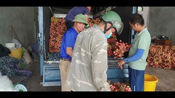 Giá Vải U Hồng Lục Ngạn - Ít Vải Khó Mua l Luc Ngan Lychee l Núi Đồi Lục Ngạn