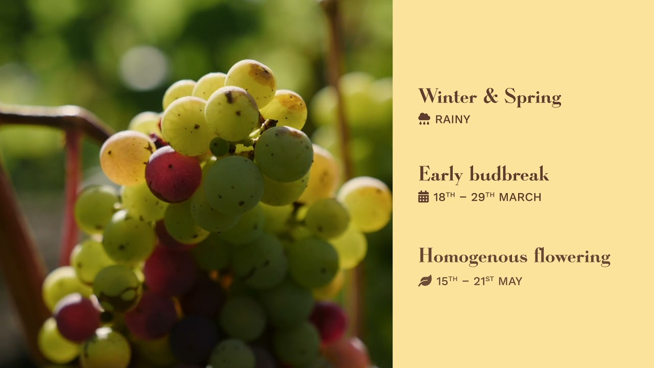 Château Léoville Poyferré 2020 EN