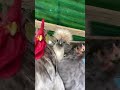 Me and the squad pulling up in the club 🐔#shorts #chicken #electronicmusic 📹: lyrikalmaster