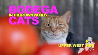 Bodega Cats In Their Own Words: Oliver of the Upper West Side