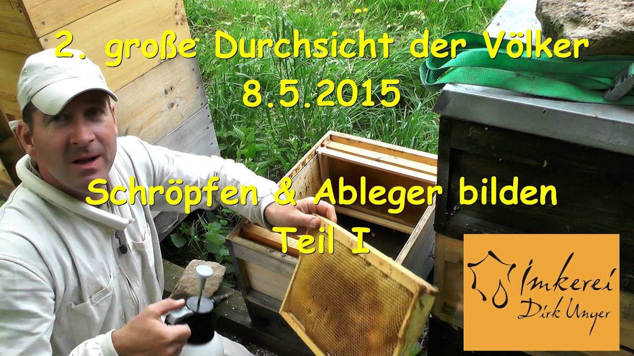 2. große Durchsicht - Schröpfen & Ableger bilden Teil I